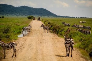 Zebra crossing în Serengeti