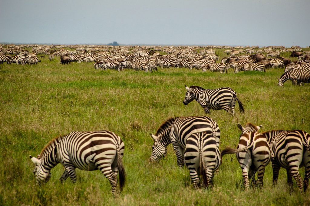 Muuulte zebre în Serengeti