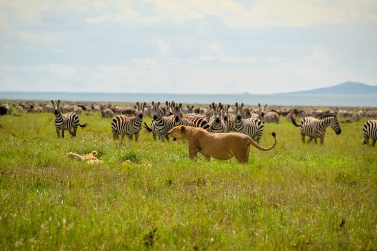 Parcul Național Serengeti
