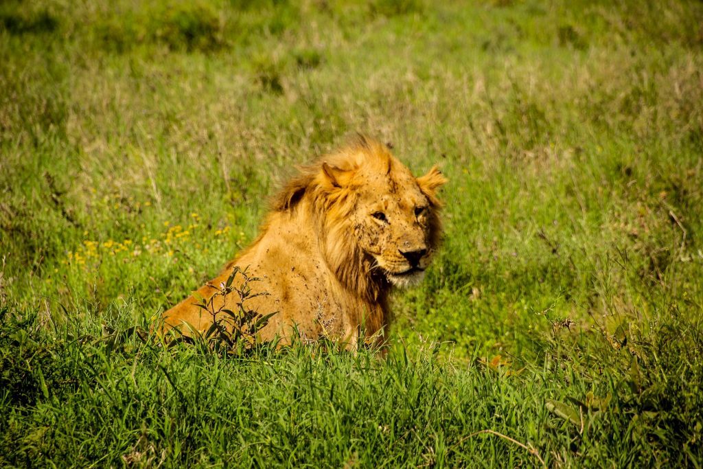 Leu de Norongoro