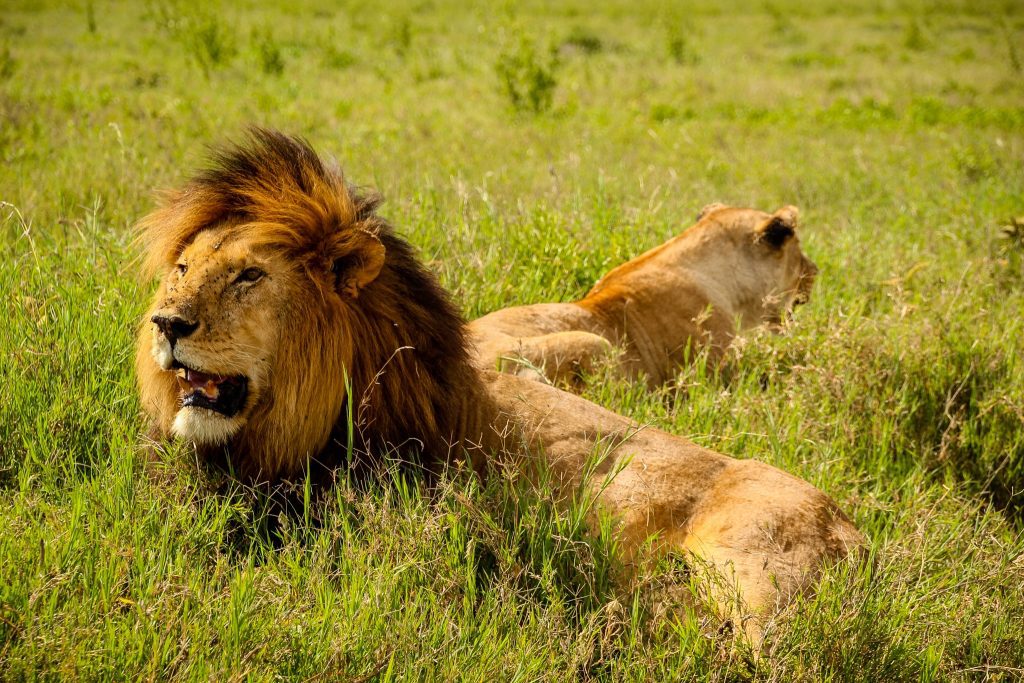 Familie de lei, în Serengeti