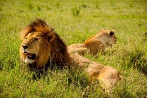 Familie de lei, în Serengeti