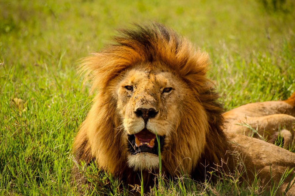 Leu în Serengeti