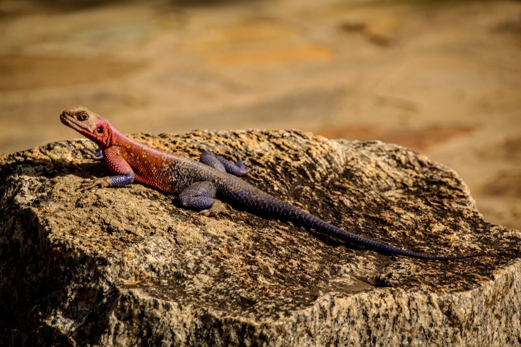 Șopârle dubios colorate în Serengeti