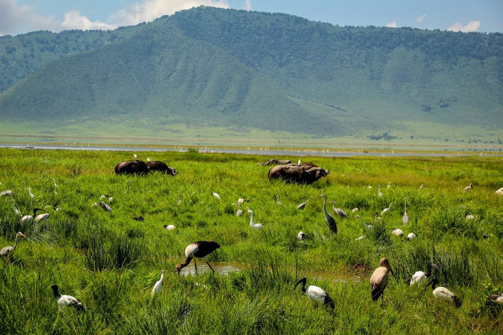 Ngorongoro Crater