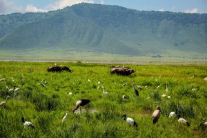 Ngorongoro Crater