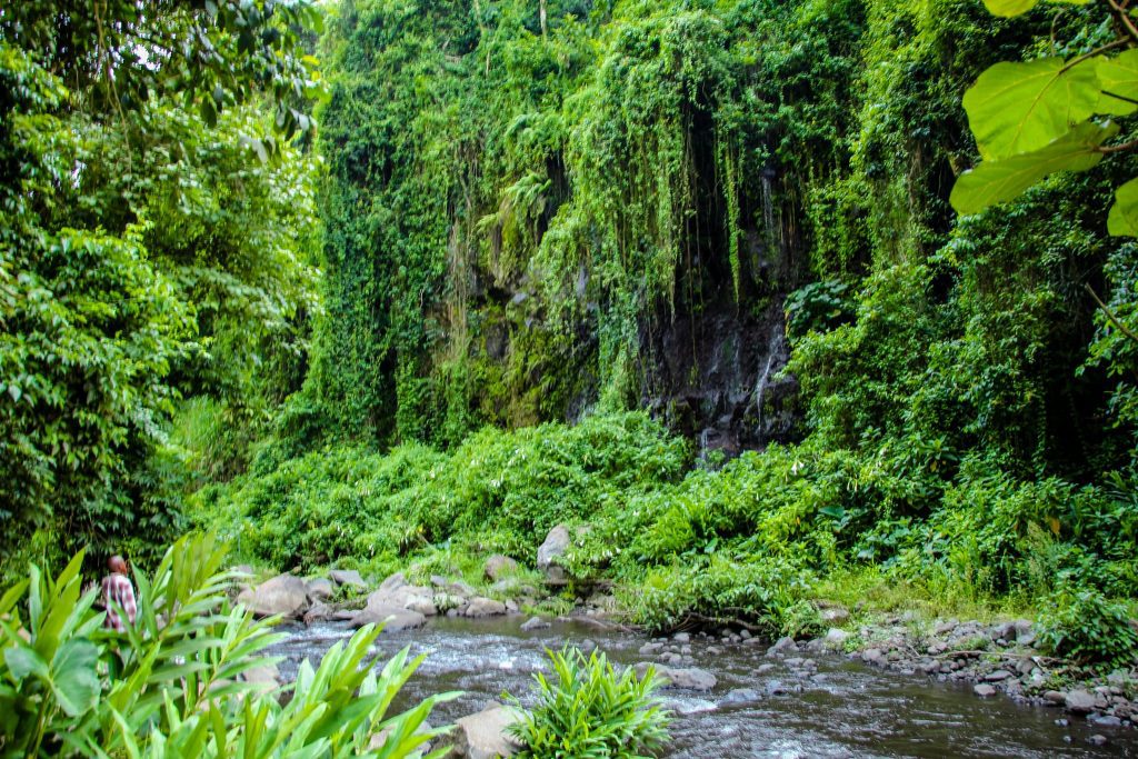 Mult verde în zona Kilimanjaro