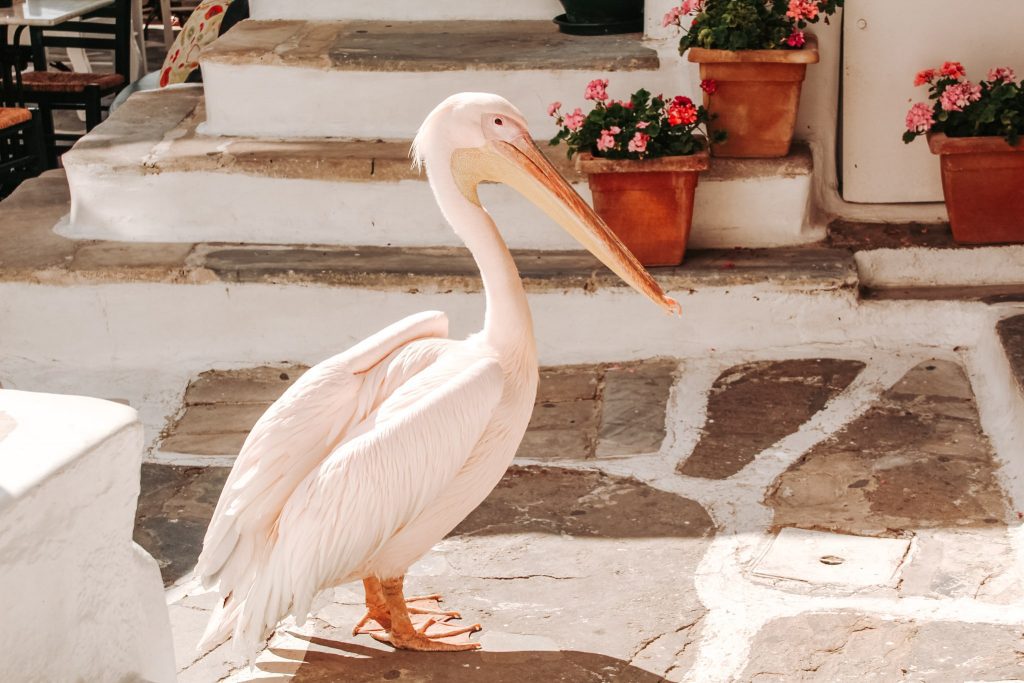 Petros, pelicanul