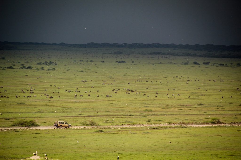 Furtuna în Serengeti