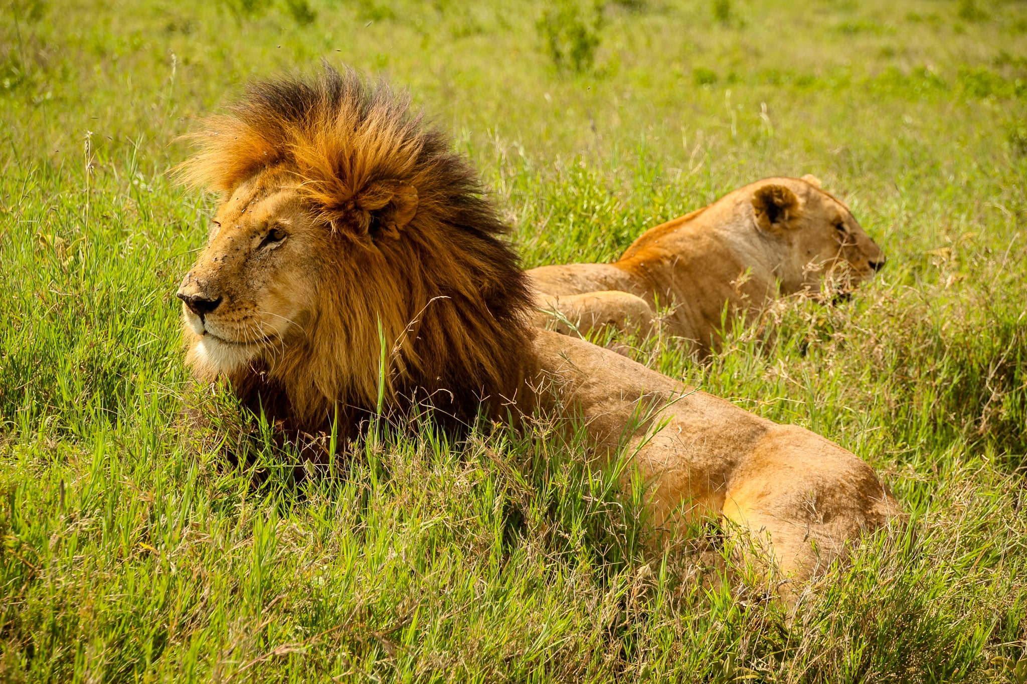 Leuți în Serengeti