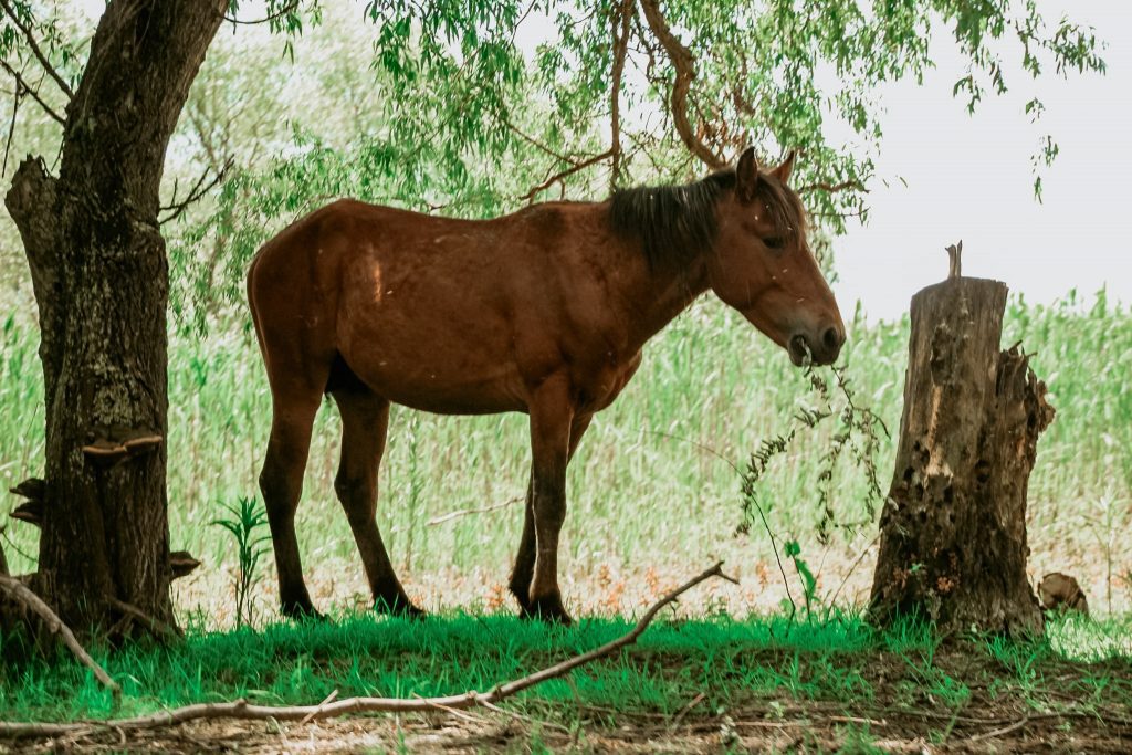 Unul dintre caii sălbatici din Deltă