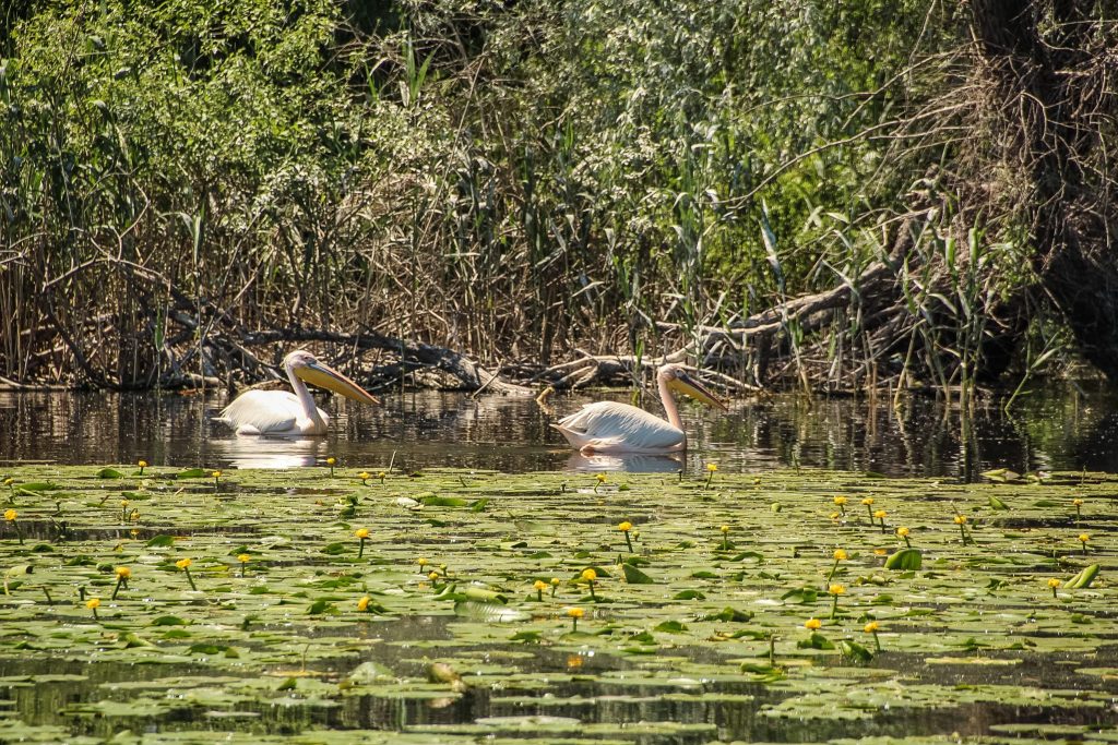 Verde de Delta Dunării