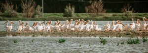 Delta Dunării