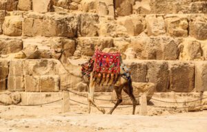 O cămilă trece pe lângă Piramida lui Cheops