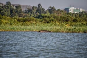 Un hippo în lacul Tana