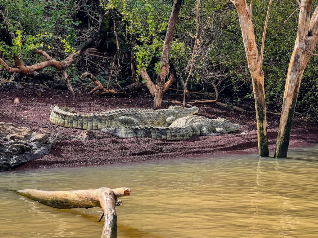 Crocodili la plajă