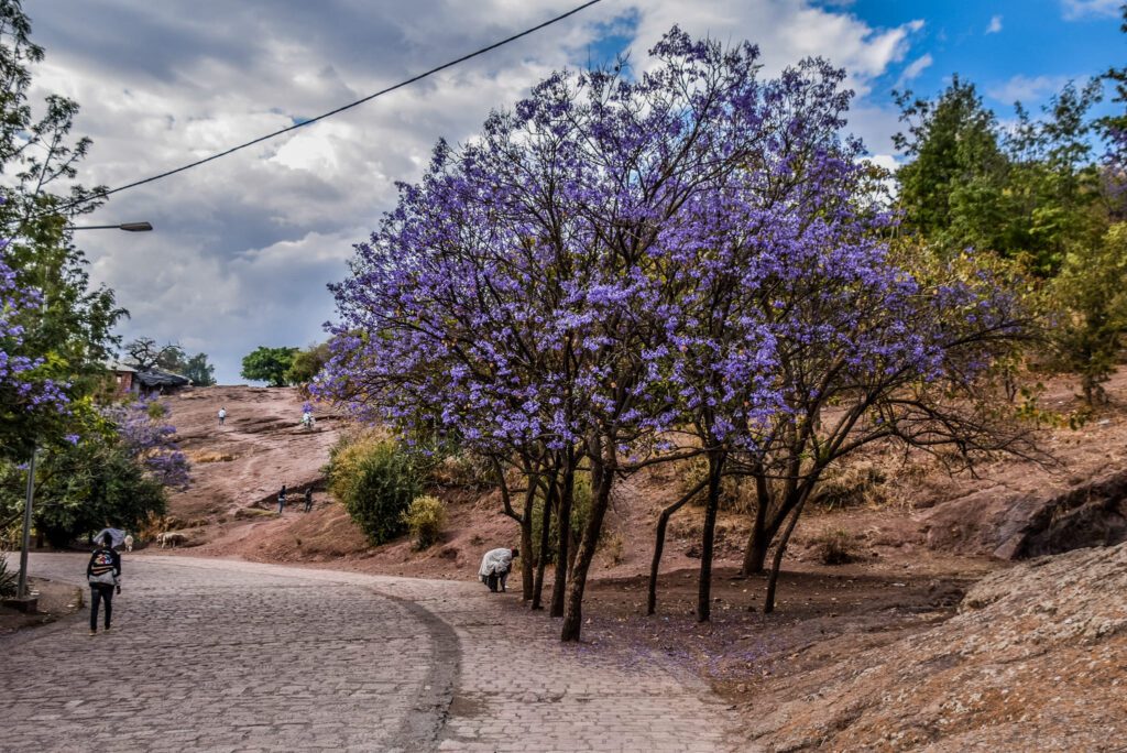 Copaci înfloriți în Lalibela