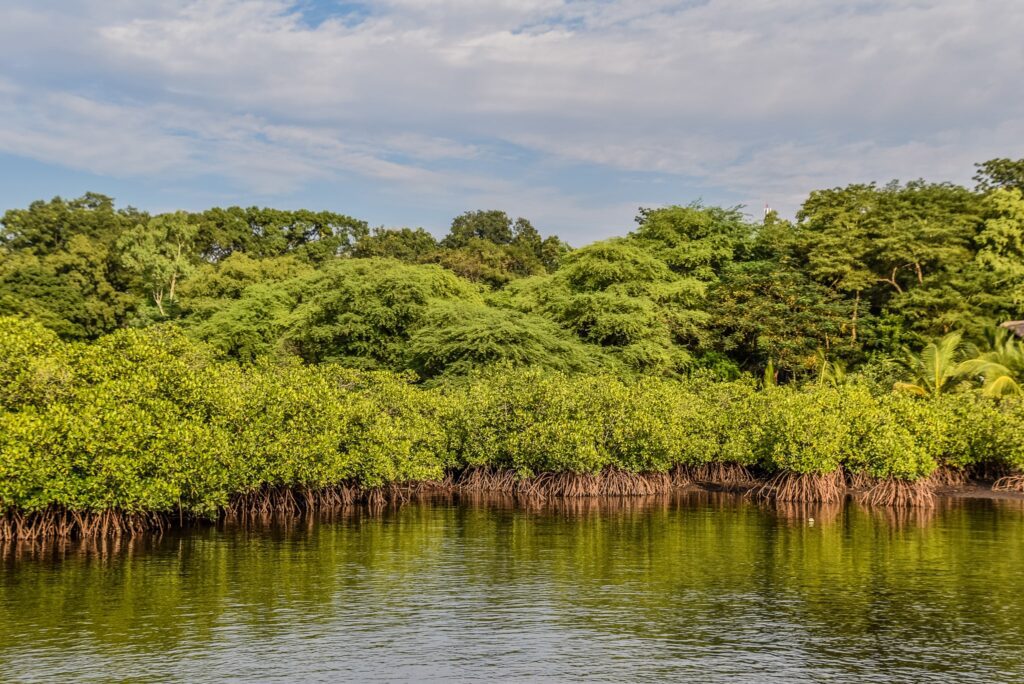 Mangrove în delta Saloum
