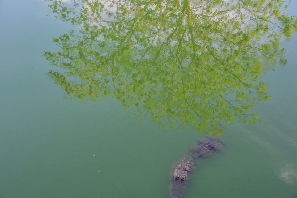 Mai există și alte animăluțe la Fathala Wildlife Reserve