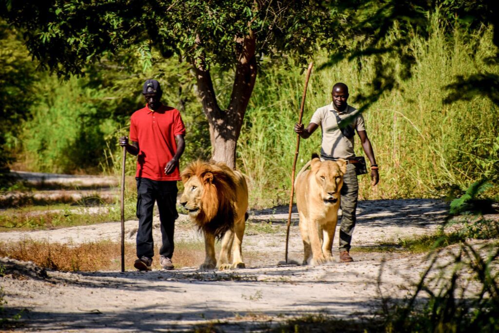 Fathala WildLife Reserve, Senegal