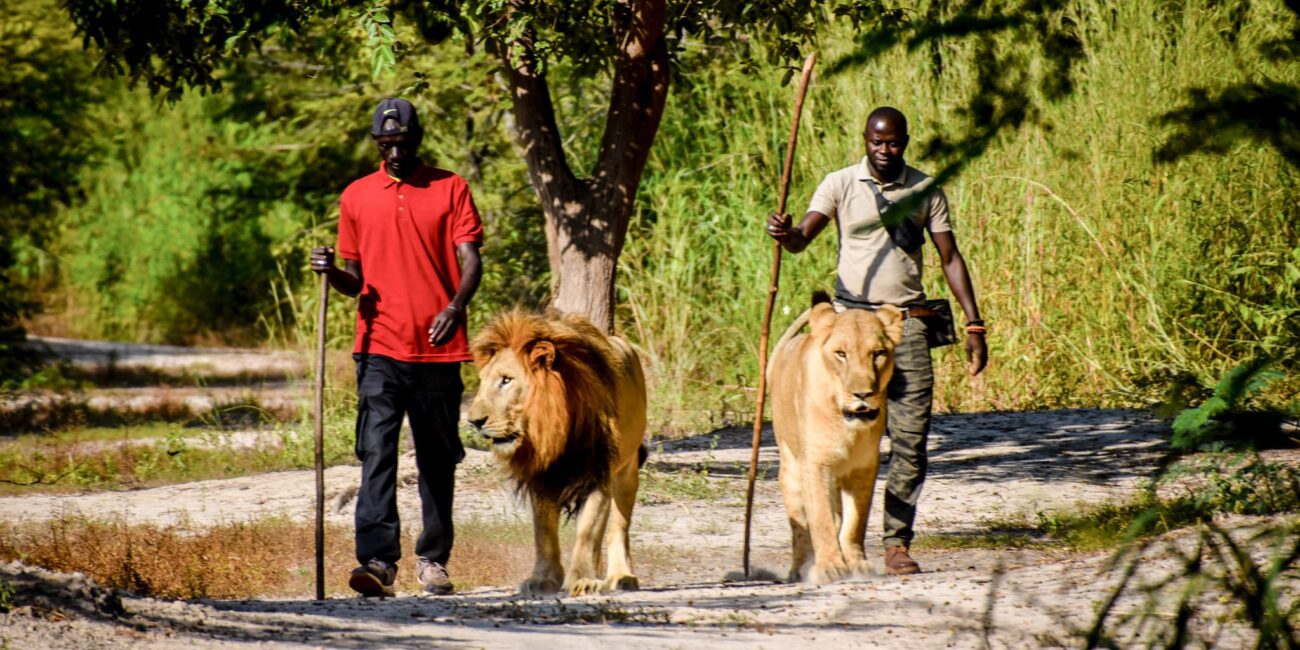 Fathala WildLife Reserve, Senegal