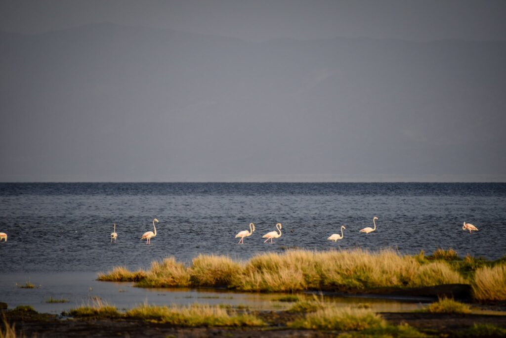 Flamingo la răsărit, Lac Abbé