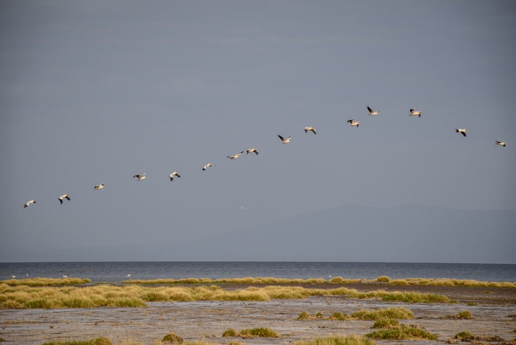 Ai nevoie de viză pentru Djibouti