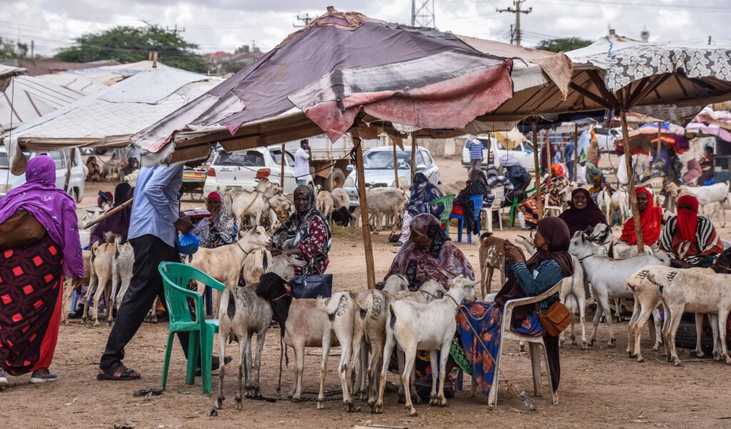 Piața de animale, Hargeisa