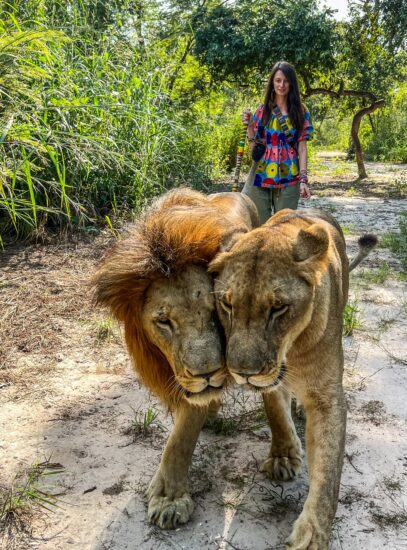 Plimbând leii la Fathala Wildlife Reserve