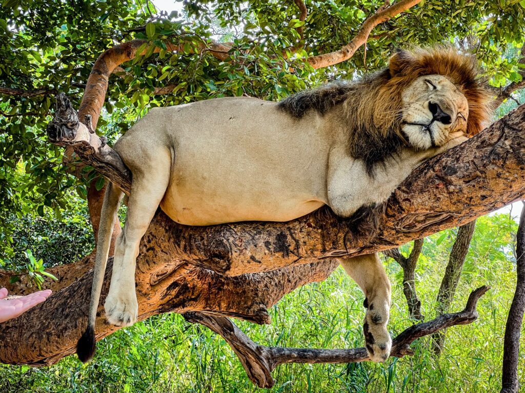 Față de leu mulțumit, Fathala Wildlife Reserve