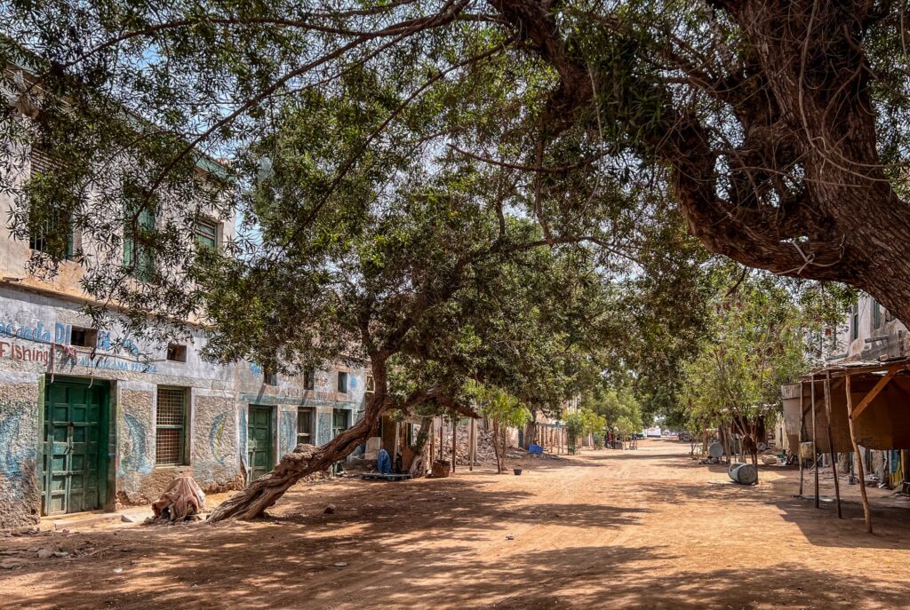 Copaci superbi în Berbera