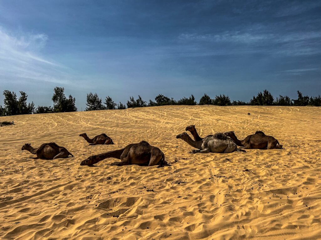 Cămile pe plajă, Senegal