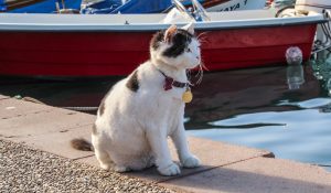 O pisică mândră, Foca, Turcia