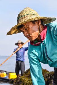 Culegători de alge, Inle Lake